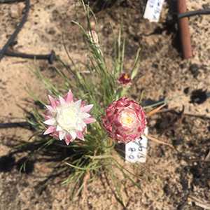 Raising rarity: Identifying the horticultural potential of rare and threatened Australian wildflowers