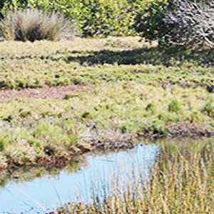 Seeds, seed banks and cultivation of endangered coastal salt marsh plants under climate change