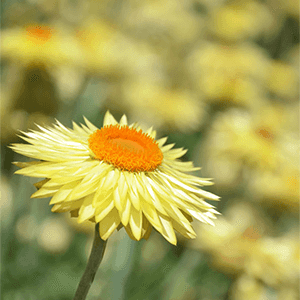 Golden Everlasting Daisy