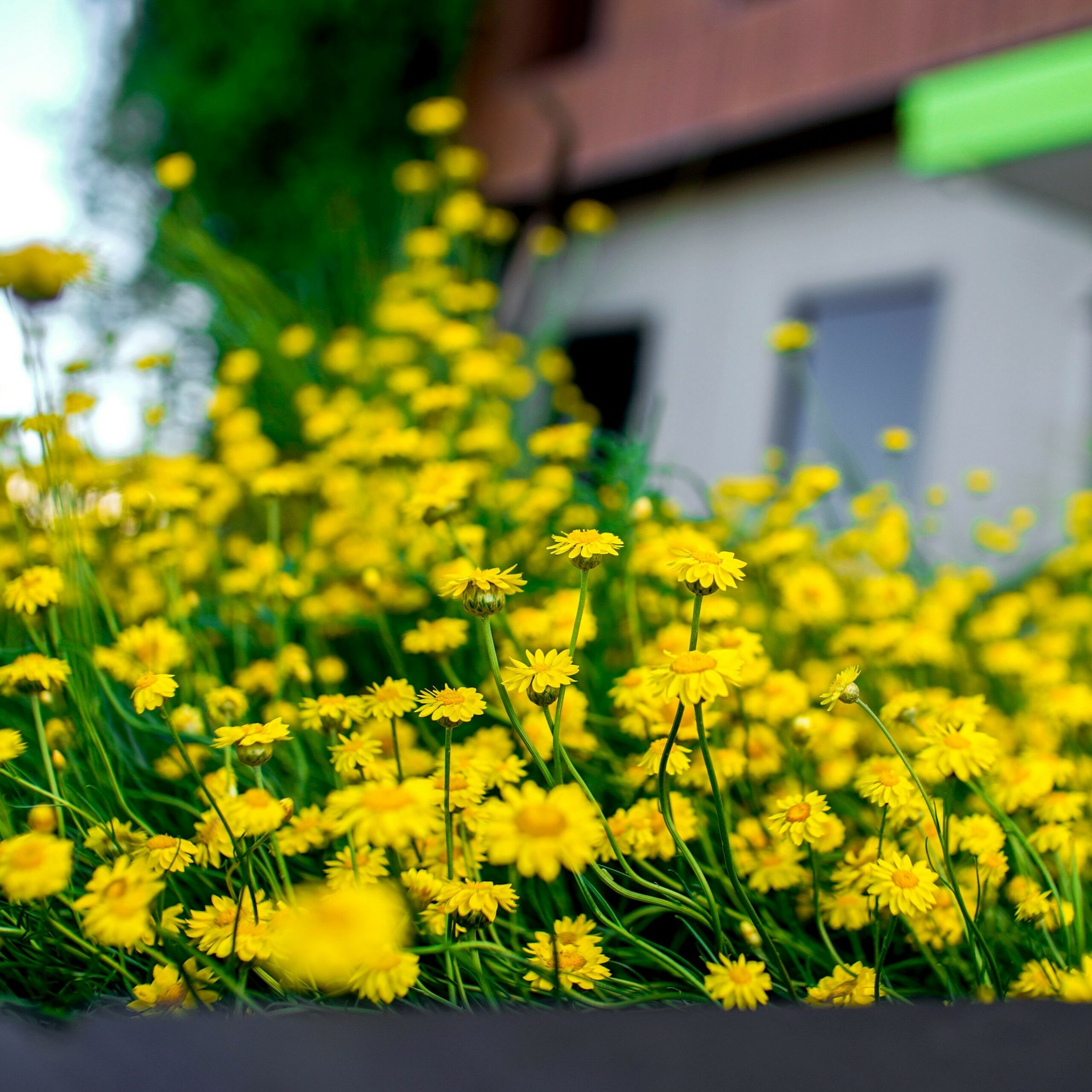 Spring Building in Flower